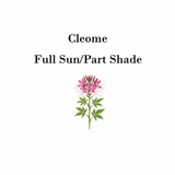 50 Cleome Seeds (Spider Flower), Self-Seeding Annual, Pink & Purple Blooms