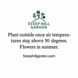 50 Cleome Seeds (Spider Flower), Self-Seeding Annual, Pink & Purple Blooms