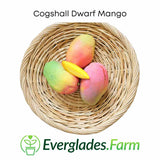 Cogshall Mango Tree Dwarf, Grafted