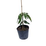 Cogshall Mango Tree Dwarf, Grafted