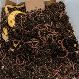 Worms in soil with a banana peel and wooden blocks in the background