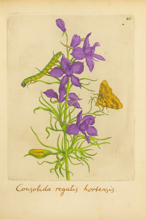 Royal Larkspur with Moth and Caterpillar, Consolida regalis hortensis Botanical Art Poster