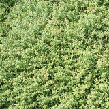 Sedum album 'Coral Carpet - 4.5 inch Pots - Flat of 10