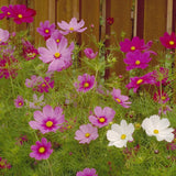 Cosmos, Sensation Mix (pack)