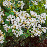 Natchez Crape Myrtle
