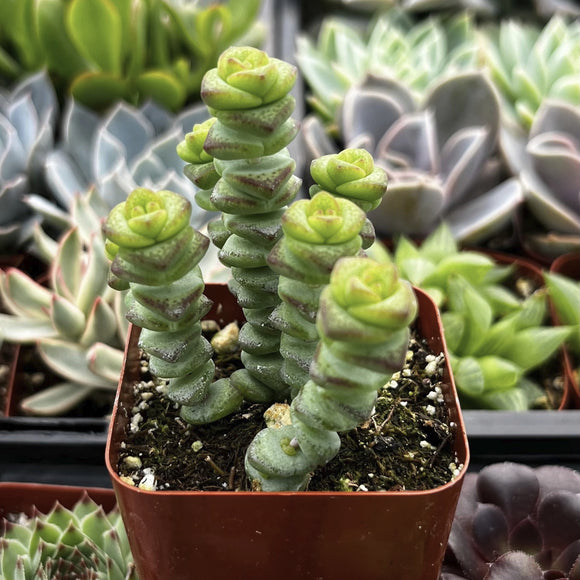 Crassula 'Baby Necklace' plant in a brown pot surrounded by other succulents