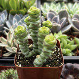 Crassula 'Baby Necklace' plant in a brown pot surrounded by other succulents