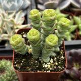 Potted Crassula 'Baby Necklace' plant with spiral green leaves in a garden setting