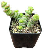 Crassula 'Baby Necklace' plant in a black pot on a white background