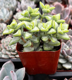 Crassula rupestris  plant in a red pot with blurred succulents in the background