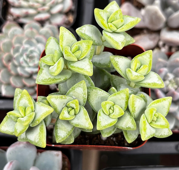 Crassula rupestris plant with a blurred background of other plants