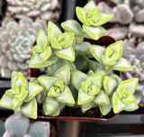 Crassula rupestris plant with a blurred background of other plants