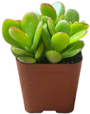 Jade Plant on a white background