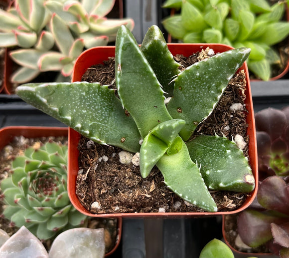 Crassula 'Tiger's Jaw'plant in a red pot among other plants