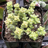 Crassula 'Tom Thumb' plant in a pot with a blurred background