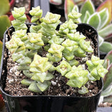 Crassula 'Tom Thumb' in a pot with a blurred background