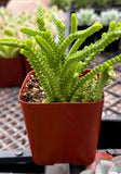 Potted Crassula 'Watch Chain' succulent plant in a garden setting