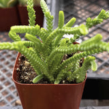 Small potted Crassula 'Watch Chain' plant with a blurred background