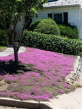 Pink flowering ground cover in front of a house with green shrubs and a tree. Thyme for a Change - Red Creeping Thyme Seed
