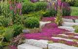 Garden with stone steps and purple flowers Thyme for a Change - Red Creeping Thyme Seed