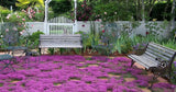 Garden scene with a wooden bench and purple ground cover Thyme for a Change - Red Creeping Thyme Seed