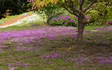 Purple flowers carpeting the ground around a tree in a garden setting Thyme for a Change - Red Creeping Thyme Seed