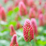 Close-up of a pink clovCrimson Clover, Over & Over (Trifolium Incarnatum) Seeder flower with a blurred background 