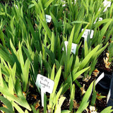 Young green iris  plants in pots with small labels in a garden setting
