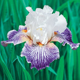 White and purple Crow's Feet Fragrant Bearded Iris flower with green grass in the background