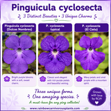Pinguicula cyclosecta {Dulces Nombres, Nuevo León}