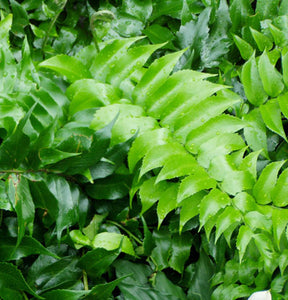 Cyrtomium falcatum 'Rochfordianum' Japanese Holly Fern - Qt. Pots - Flat of 10