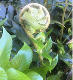 Cyrtomium falcatum 'Rochfordianum' Japanese Holly Fern - Qt. Pots - Flat of 10