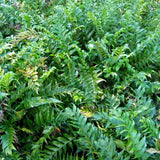 Cyrtomium falcatum 'Rochfordianum' Japanese Holly Fern - Qt. Pots - Flat of 10