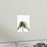 Pink Princess Philodendron Botanical Print – Unframed Wall Art