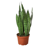 Snake Plant 'Zeylanica'