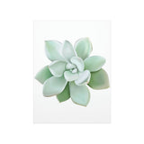 Pachyveria Haagei Succulent Botanical Print – Unframed Wall Art