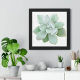Pachyveria Haagei Succulent Framed Print – Botanical Wall Art