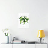 Philodendron Cream Splash Botanical Print – Unframed Wall Art