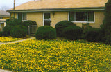 DandiLawn™ Dandelion Lawn Mix | Low-Growing, Pollinator-Friendly, No-Mow Lawn