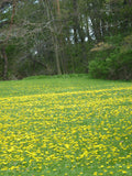 DandiLawn™ Dandelion Lawn Mix | Low-Growing, Pollinator-Friendly, No-Mow Lawn