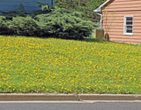 DandiLawn™ Dandelion Lawn Mix | Low-Growing, Pollinator-Friendly, No-Mow Lawn