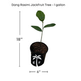 Jackfruit tree seedling in a pot with dimensions on a white background
