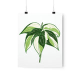 Philodendron Cream Splash Botanical Print – Unframed Wall Art