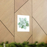 Pachyveria Haagei Succulent Botanical Print – Unframed Wall Art