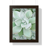 Pachyveria Haagei Succulent Pattern Framed Print – Botanical Wall Art