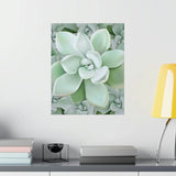 Pachyveria Haagei Succulent Pattern Botanical Print – Unframed Wall Art