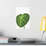 Philodendron Gloriosum Botanical Print – Unframed Wall Art
