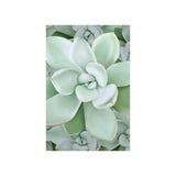 Pachyveria Haagei Succulent Pattern Botanical Print – Unframed Wall Art
