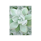Pachyveria Haagei Succulent Pattern Botanical Print – Unframed Wall Art