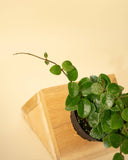 4" Hoya Mathilde Splash